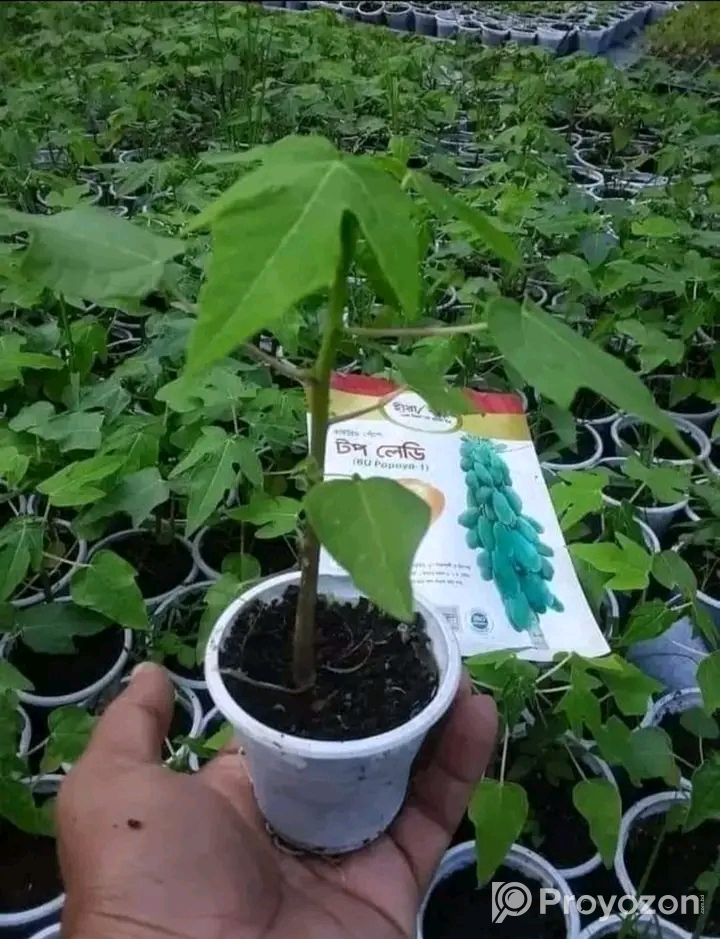 হাইব্রিড পেপে চারা মজুদ আছে।