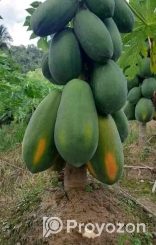 হাইব্রিড পেপে চারা মজুদ আছে।