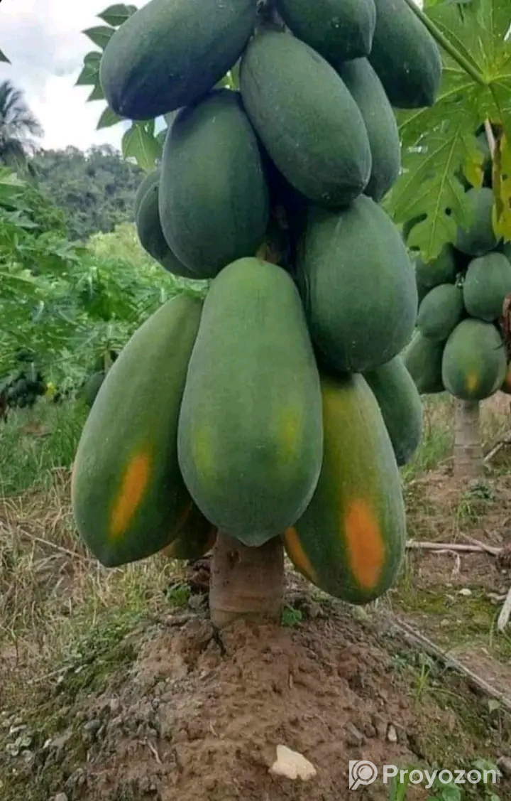 হাইব্রিড পেপে চারা মজুদ আছে।
