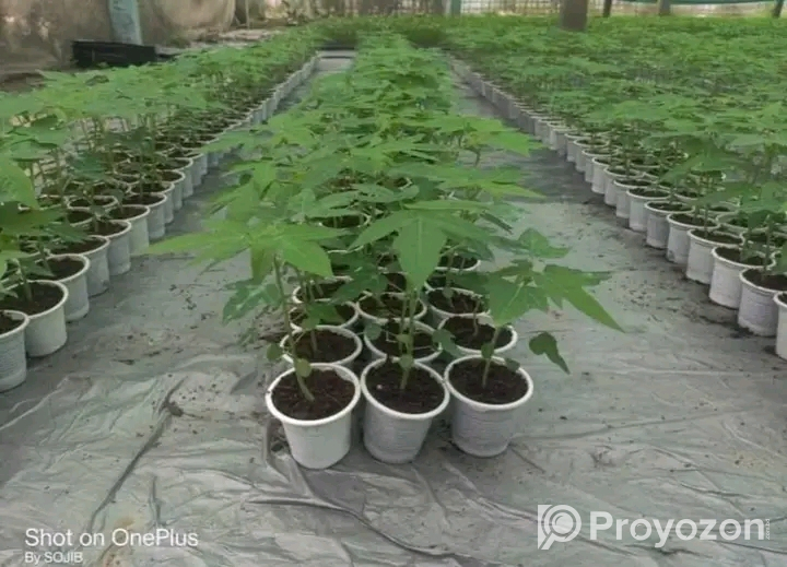 হাইব্রিড পেপে চারা মজুদ আছে।