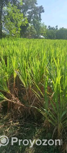 ইন্দোনেশিয়ান স্মার্ট নেপিয়ার ও জারা-1 হাইব্রিড ঘাস