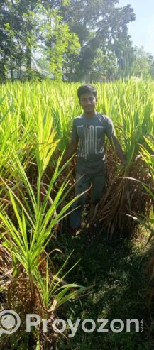 ইন্দোনেশিয়ান স্মার্ট নেপিয়ার ও জারা-1 হাইব্রিড ঘাস