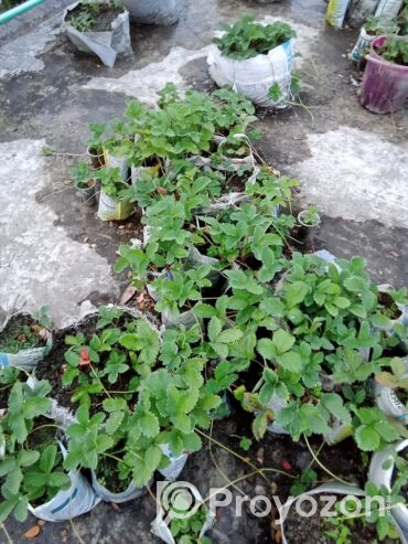 রাবি ৩ জাতের চারা বিক্রি হবে
