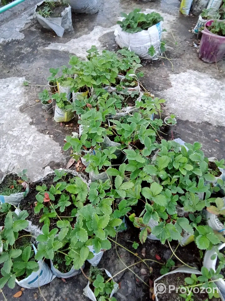রাবি ৩ জাতের চারা বিক্রি হবে