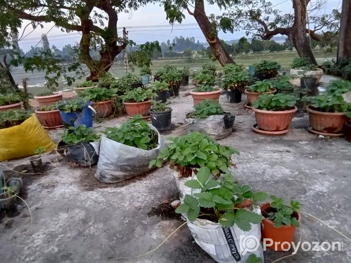 রাবি ৩ জাতের চারা বিক্রি হবে