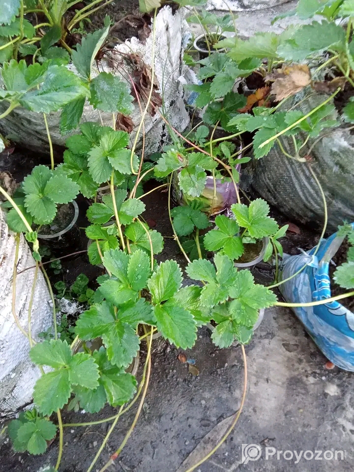 রাবি ৩ জাতের চারা বিক্রি হবে