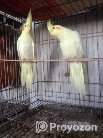 কোকাটেল পাখি এক জোরা