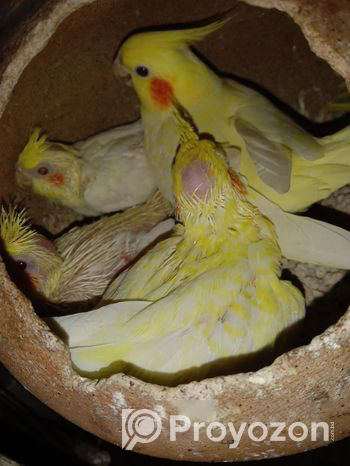কোকাটেল পাখি এক জোরা