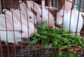 সুস্থ ও সবল খরগোশের বাচ্চা বিক্রি করা হবে