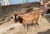 দেশি গাভিন ছাগল বিক্রয় হবে