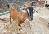 দেশি গাভিন ছাগল বিক্রয় হবে