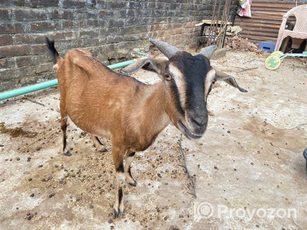 দেশি গাভিন ছাগল বিক্রয় হবে
