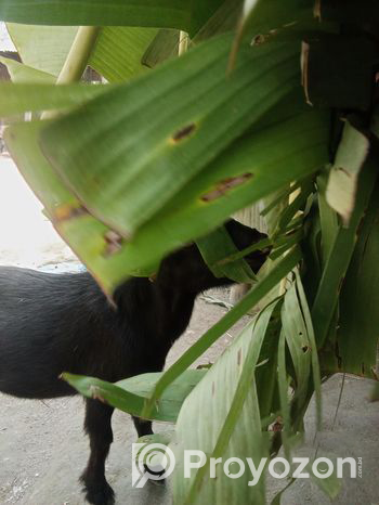 দেশি খাশি ছাগল বিক্রি হবে