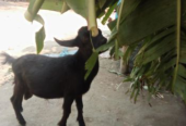 দেশি খাশি ছাগল বিক্রি হবে