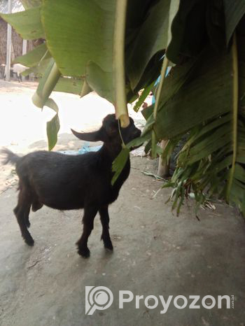 দেশি খাশি ছাগল বিক্রি হবে