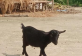 দেশি খাশি ছাগল বিক্রি হবে