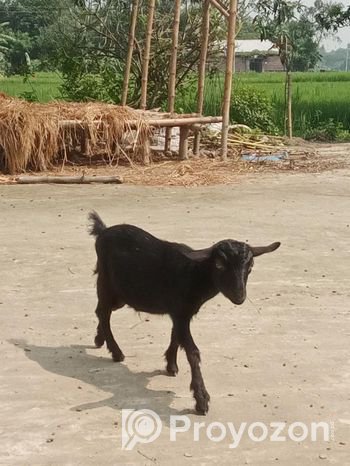 দেশি খাশি ছাগল বিক্রি হবে
