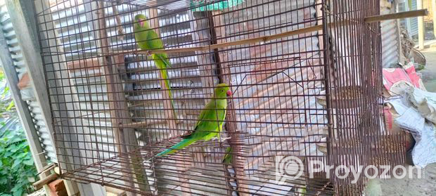 সম্পূর্ণ সুস্থ পাখি সেল হবে
