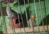 Cocatail running pair