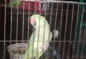 Ringneck parrot kotha bole