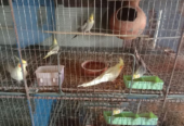 কোকাটেল পাখি এক জোরা