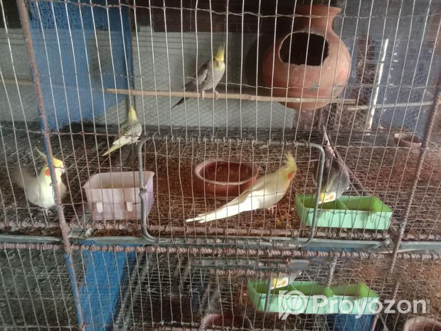 কোকাটেল পাখি এক জোরা
