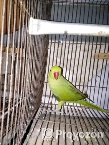 টিয়া পাখি বিক্রি হবে