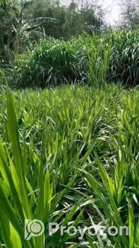 স্মার্ট নেপিয়ার ও জারা-1 হাইব্রিড ঘাসের কাটিং