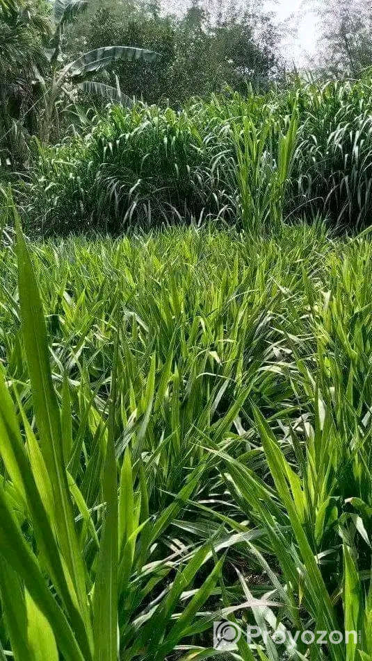স্মার্ট নেপিয়ার ও জারা-1 হাইব্রিড ঘাসের কাটিং