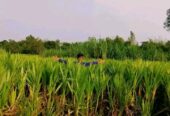 স্মার্ট নেপিয়ার ও জারা-1 হাইব্রিড ঘাসের কাটিং
