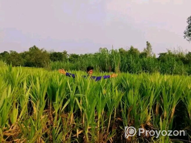 স্মার্ট নেপিয়ার ও জারা-1 হাইব্রিড ঘাসের কাটিং
