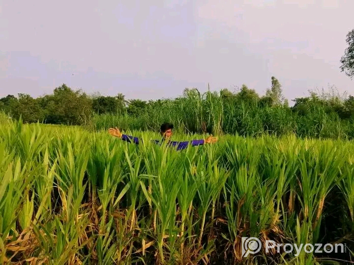স্মার্ট নেপিয়ার ও জারা-1 হাইব্রিড ঘাসের কাটিং