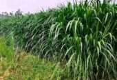 স্মার্ট নেপিয়ার ও জারা-1 হাইব্রিড ঘাসের কাটিং