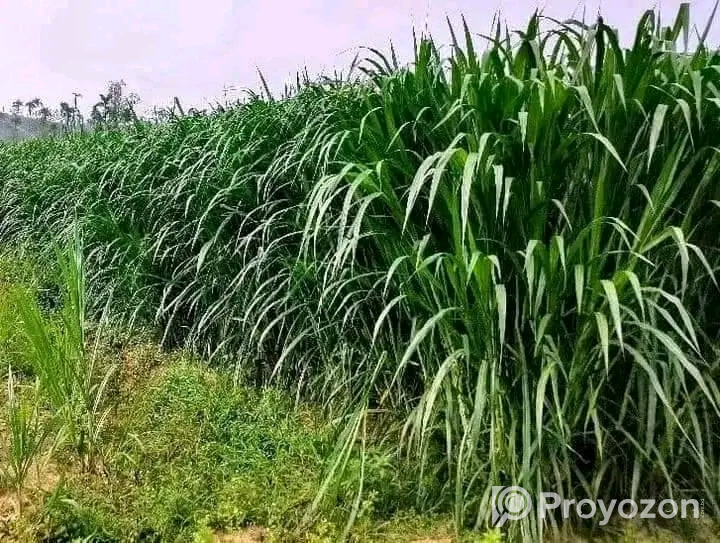 স্মার্ট নেপিয়ার ও জারা-1 হাইব্রিড ঘাসের কাটিং