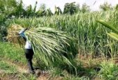 স্মার্ট নেপিয়ার ও জারা-1 হাইব্রিড ঘাসের কাটিং