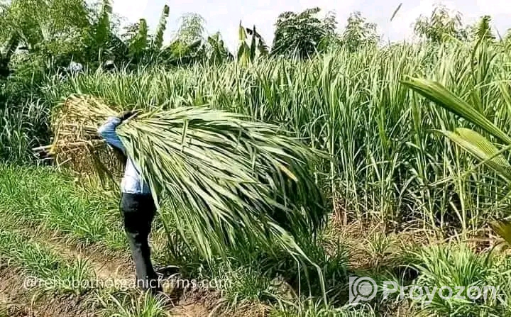 স্মার্ট নেপিয়ার ও জারা-1 হাইব্রিড ঘাসের কাটিং