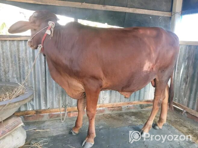 জরুরী ভিত্তিতে গরুটি বিক্রি হবে