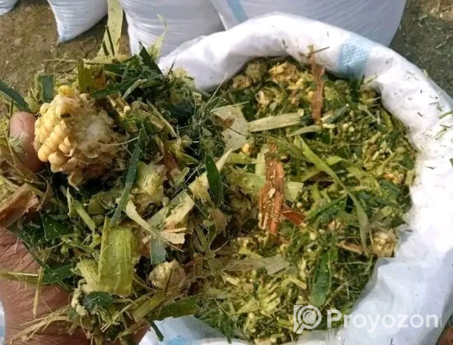সাইলেজ ভুট্টার কন সাইলেজ বিক্রি হবে