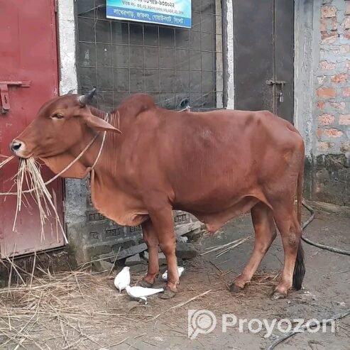 বিভিন্ন জাতের ষাঁড় গরু বিক্রি হবে