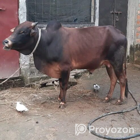 বিভিন্ন জাতের ষাঁড় গরু বিক্রি হবে