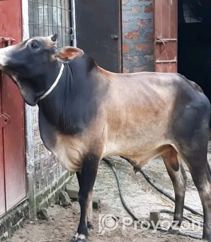 বিভিন্ন জাতের ষাঁড় গরু বিক্রি হবে