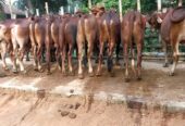 খামার উপযোগী শাহিওয়াল ও ক্রস ব্রাহামা জাতের ষাঁড়