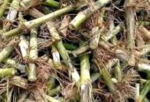 বিভিন্ন জাতের ঘাষের চারা অর্ডার করন