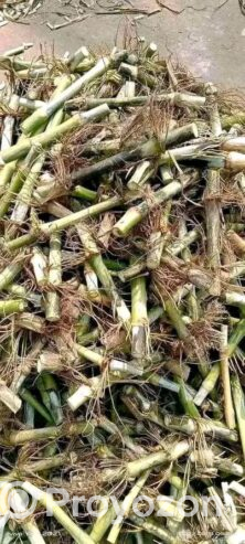বিভিন্ন জাতের ‌ঘাষের চারা অর্ডার করন
