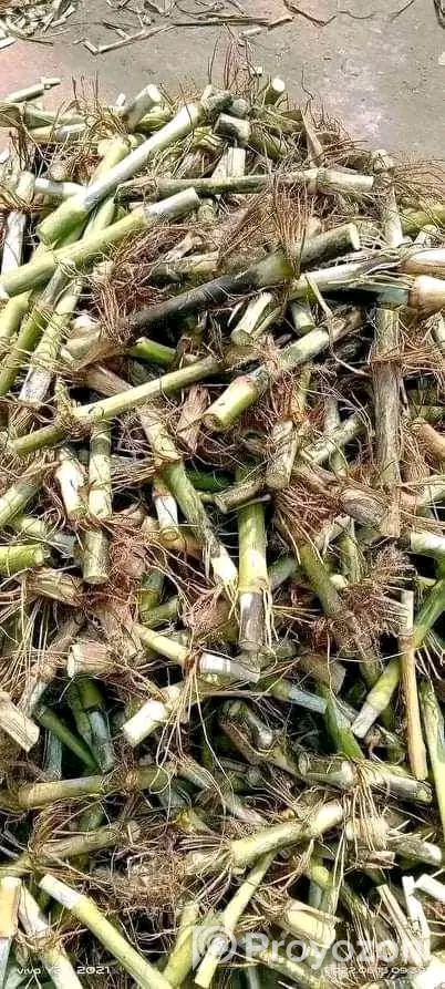 বিভিন্ন জাতের ঘাষের চারা অর্ডার করন