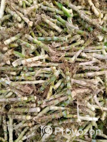 বিভিন্ন জাতের ‌ঘাষের চারা অর্ডার করন
