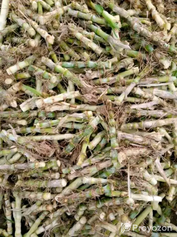 বিভিন্ন জাতের ঘাষের চারা অর্ডার করন
