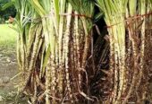 বিভিন্ন জাতের ঘাষের চারা অর্ডার করন