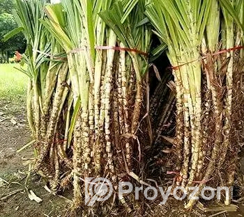 বিভিন্ন জাতের ঘাষের চারা অর্ডার করন