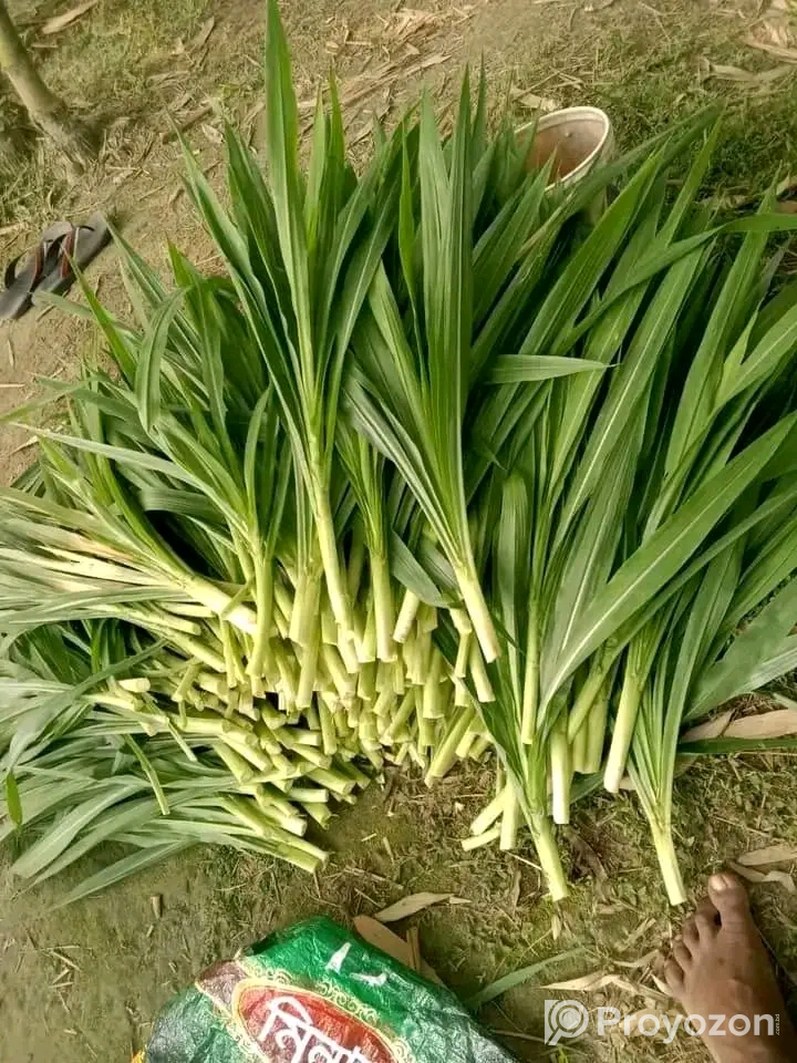 নেপিয়ার ঘাস কাটিং নিতে যোগাযোগ করুন